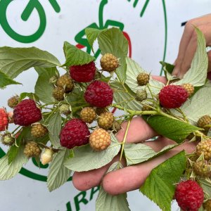  Malina červená, remontantná  (Rubus idaeus) ´HERITAGE´ výška: 30-50 cm, kont. C1.5L